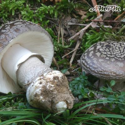 Amanita Spissa