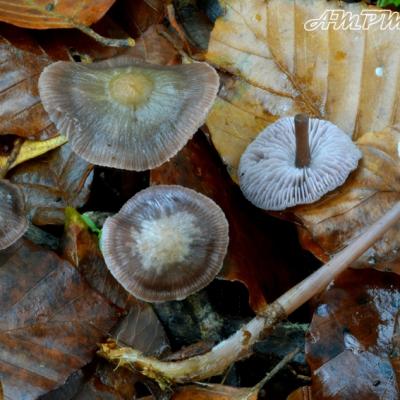 Mycena Diosma