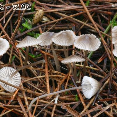 Mycena Leptocephala