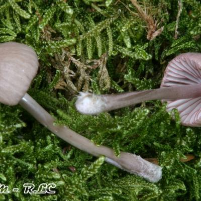 Mycena Rubromarginata