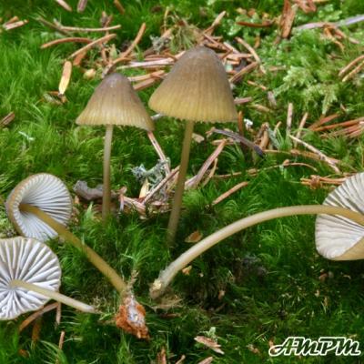 Mycena Viridimarginata