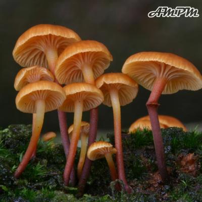 Xeromphalina Campanella