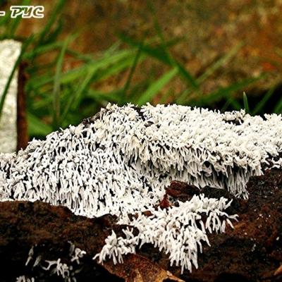 Ceratiomyxa Fruticulosa1