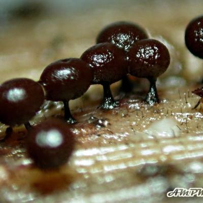 Enerthenema Papillatum1 10039