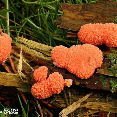 Tubifera Ferruginosa1 11054