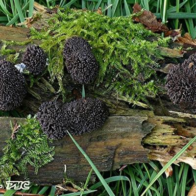 Tubifera Ferruginosa2 11054