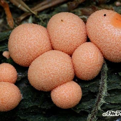 Myxomycetes