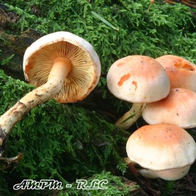 Pholiota Astragalina2