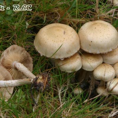 Pholiota Gummosa