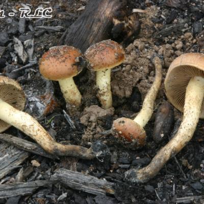 Pholiota Highlandensis