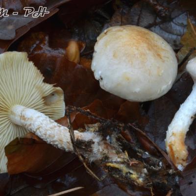 Pholiota Lenta