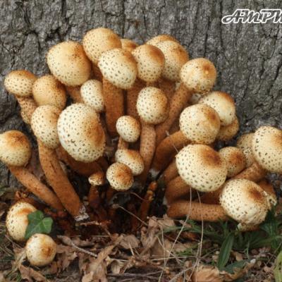 Pholiota Squarrosa