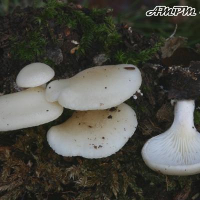 Hohenbuehelia Auriscalpium