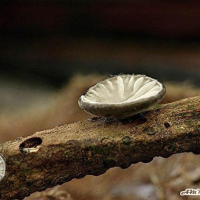 Hohenbuehelia Cyphelliformis