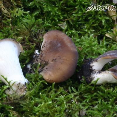 Hohenbuehelia Petaloides