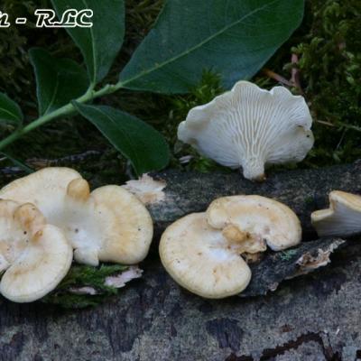 Lentinus Suavissimus