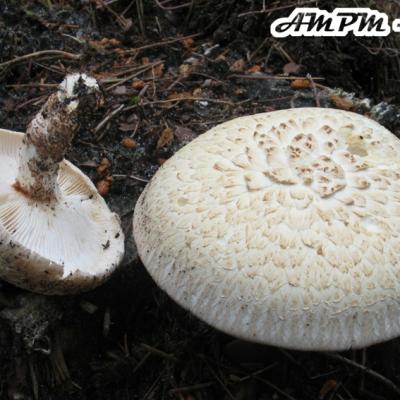 Neolentinus Lepideus