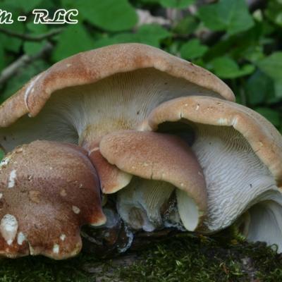 Neolentinus Schaefferi2