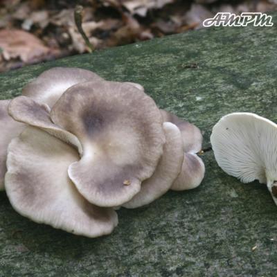 Pleurotus Ostreatus