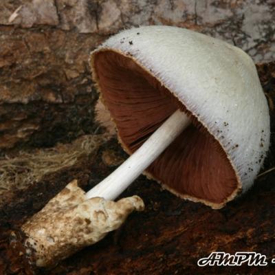 Volvariella Bombycina