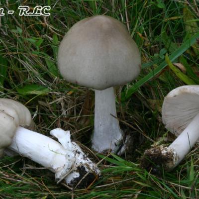 Volvariella Gloiocephala