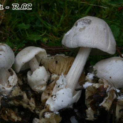 Volvariella Surrecta