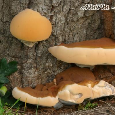 Ganoderma Resinaceus