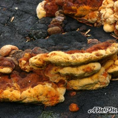 Gloeophyllum Odoratum