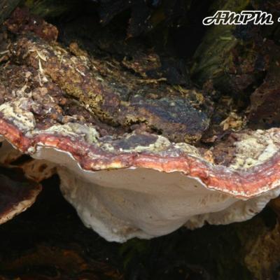 Heterobasidion Annosum