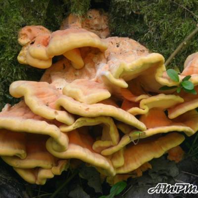 Laetiporus Sulphureus