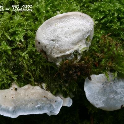 Oligoporus Caesius