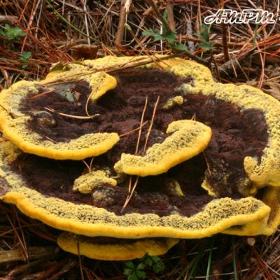 Phaeolus Schweinitzii