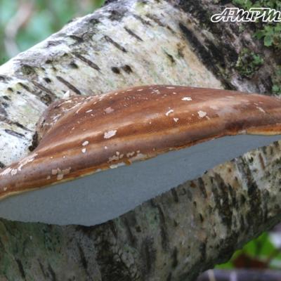 Piptoporus Betulinus