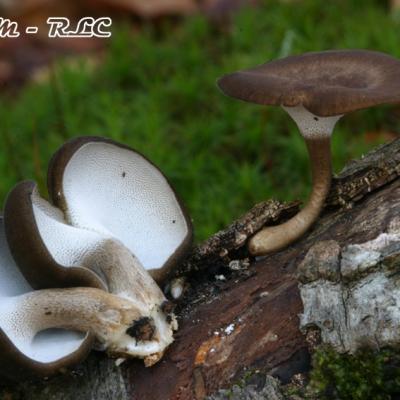 Polyporus Brumalis