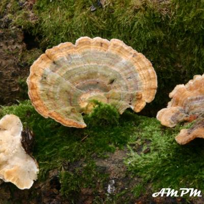 Trametes Versicolor