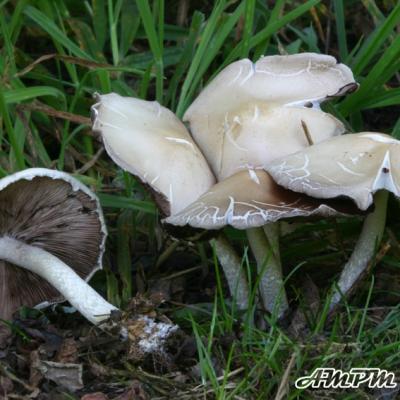 Psathyrella Candolleana