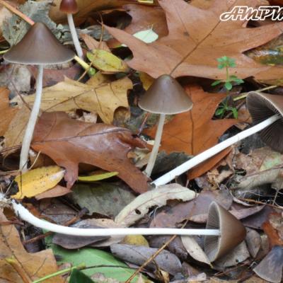 Psathyrella Conopilus