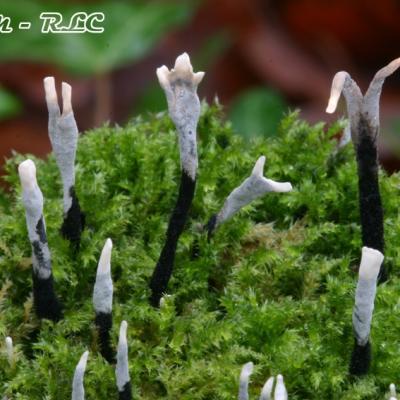 Xylaria Hypoxylon