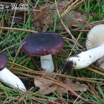 Russula Amara