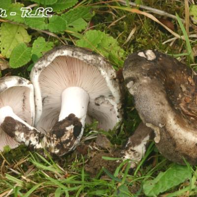 Russula Anthracina Var Carneifolia