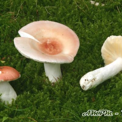 Russula Aurora