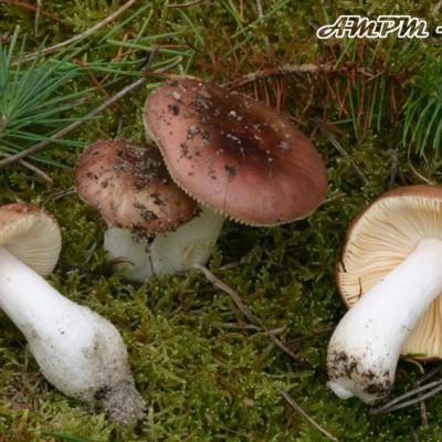 Russula Cessans