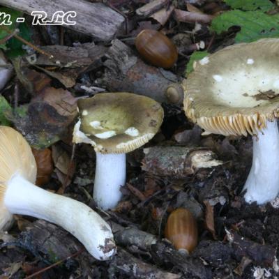 Russula Cuprea