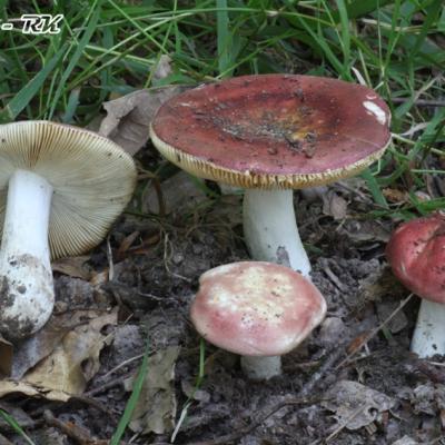 Russula Decipiens