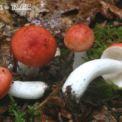 Russula Emetica Silvestris