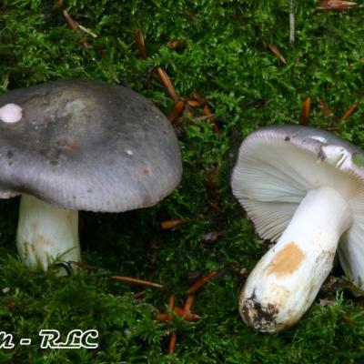 Russula Grisea
