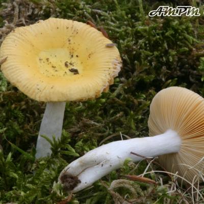 Russula Risigallina