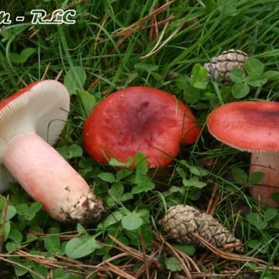 Russula Sanguinaria