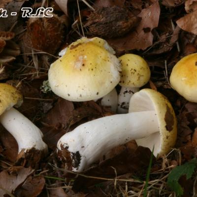 Russula Solaris
