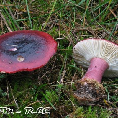 Russula Torulosa2